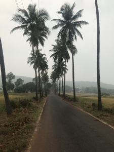 Tree in Goa