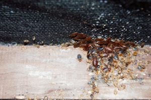 Tips For Controlling Bed Bugs Infestation